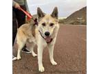 Adopt Balto* a Siberian Husky, Shepherd