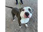 Adopt Tiny* a Pit Bull Terrier, Mixed Breed