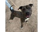Adopt zeus a Pit Bull Terrier, Mixed Breed