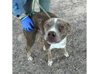 Adopt Antony* a Catahoula Leopard Dog, Mixed Breed