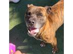 Adopt Melvin* a Pit Bull Terrier, Mixed Breed