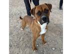 Adopt Bruiser* a Boxer, Mixed Breed