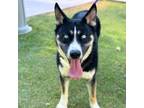 Adopt Deebo a Siberian Husky, Shepherd