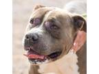 Adopt Wookie* a Pit Bull Terrier, Mixed Breed