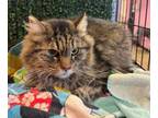 Adopt Fluffy a Domestic Long Hair