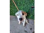 Adopt Mc Donalds a Pit Bull Terrier, Mixed Breed
