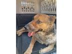 Adopt CHICO a Australian Cattle Dog / Blue Heeler, Mixed Breed