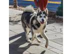 Adopt Conner a Husky, Mixed Breed