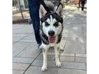 Adopt Conner a Husky, Mixed Breed