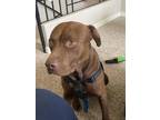 Adopt Oliver a Pit Bull Terrier, Mixed Breed