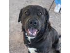 Adopt Dodger a Labrador Retriever, Mixed Breed