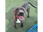 Adopt Blueberry* a Pit Bull Terrier, Mixed Breed