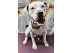 Adopt Silver a Pit Bull Terrier, Mixed Breed