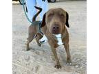 Adopt *Bongo a Pit Bull Terrier, Mixed Breed