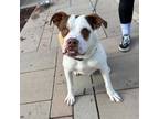 Adopt George Michael a Pit Bull Terrier, Mixed Breed