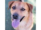 Adopt WILLIE a Labrador Retriever, Mixed Breed