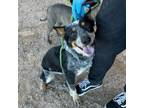 Adopt Bluey* a Australian Cattle Dog / Blue Heeler, Mixed Breed