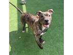 Adopt Arnold* a Pit Bull Terrier, Mixed Breed