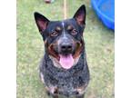 Adopt Chuck* a Australian Cattle Dog / Blue Heeler, Mixed Breed