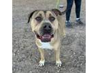 Adopt wiggles* a Pit Bull Terrier, Mixed Breed