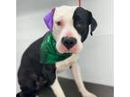 Adopt Pirate* a Pit Bull Terrier, Mixed Breed