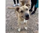 Adopt Cisco a Pit Bull Terrier, Mixed Breed