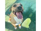 Adopt Randall* a Labrador Retriever, Mixed Breed