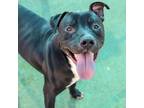 Adopt Chance a Labrador Retriever, Pit Bull Terrier