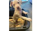 Adopt 55210929 a Pit Bull Terrier, Mixed Breed
