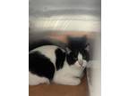 Adopt Feline 3 a Domestic Short Hair