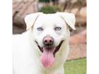 Adopt Diego a Labrador Retriever, Mixed Breed