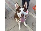 Adopt Chancla a Siberian Husky, Mixed Breed