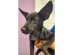 Adopt Chanco a Australian Cattle Dog / Blue Heeler, Mixed Breed