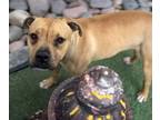 Adopt Ennis* a Pit Bull Terrier, Mixed Breed