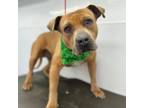 Adopt drako a Pit Bull Terrier, Mixed Breed