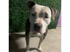 Adopt Argyle* a Pit Bull Terrier, Mixed Breed