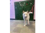 Adopt Nigel a Akita, Mixed Breed