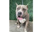 Adopt Mac the Hippo* a American Staffordshire Terrier, Mixed Breed