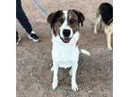 Adopt *Akaro a Australian Shepherd, Mixed Breed