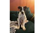 Adopt Indy a American Staffordshire Terrier, Mixed Breed