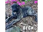 Adopt Mia 2 pup 3/Beck a Labrador Retriever, Plott Hound