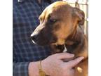 Adopt Mia 2 pup 6/Mack a Labrador Retriever, Plott Hound