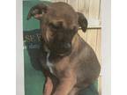 Adopt Mia 2 pup 6/Mack a Labrador Retriever, Plott Hound