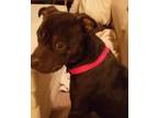 Adopt Paxton a Pit Bull Terrier