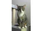 Adopt Rocky a American Shorthair