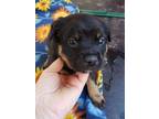 Adopt Napoleon a Rottweiler, Boxer