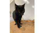 Adopt Leahy a Domestic Short Hair