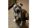 Adopt Ozias a American Staffordshire Terrier