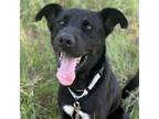 Adopt Merlin a Black Labrador Retriever