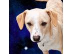 Adopt Jax a Carolina Dog, Mixed Breed